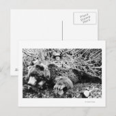 Barr's Bär über 10 Fuß lang, Alaska Postkarte (Vorne/Hinten)