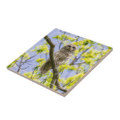Barry Owl Springtime Fliese (Seite)