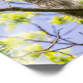 Barry Owl Springtime Fotodruck (Ecke)