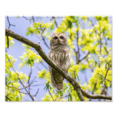 Barry Owl Springtime Fotodruck (Vorne)