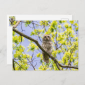 Barry Owl Springtime Postkarte (Vorne/Hinten)