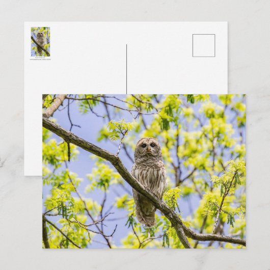 Barry Owl Springtime Postkarte (Vorne/Hinten)