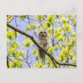 Barry Owl Springtime Postkarte (Vorderseite)