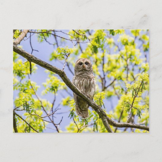 Barry Owl Springtime Postkarte (Vorderseite)