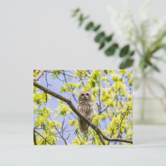 Barry Owl Springtime Postkarte (Stehend Vorderseite)