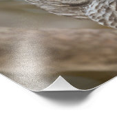 Barry Owl Wildlife Picture Fotodruck (Ecke)