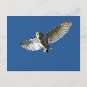 Barschenschüssel im Tagesflug Postkarte