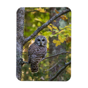 Barscheule im Herbst Alger County, MI Magnet