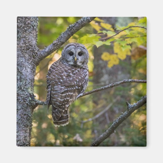 Barscheule im Herbst | Alger County, MI Magnet (Vorne)