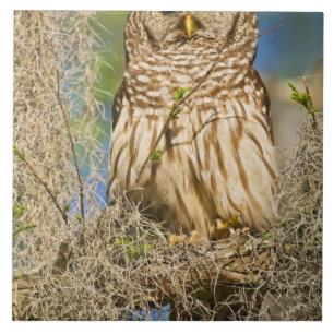 Barscheule (Strix varia) auf einer Zypresse sitzen Fliese