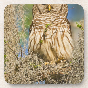 Barscheule (Strix varia) auf einer Zypresse sitzen Getränkeuntersetzer
