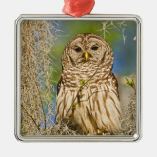 Barscheule (Strix varia) auf einer Zypresse sitzen Ornament Aus Metall