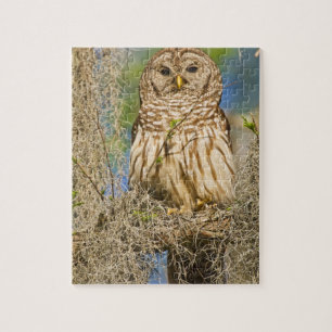 Barscheule (Strix varia) auf einer Zypresse sitzen Puzzle
