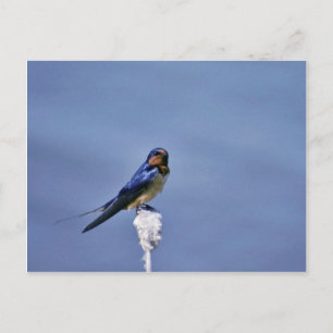 Barschlucken Postkarte