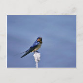 Barschlucken Postkarte (Vorderseite)