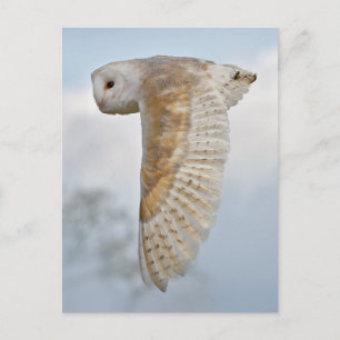 Barschüssel im Flug Postkarte