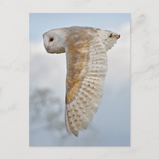 Barschüssel im Flug Postkarte (Vorderseite)
