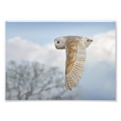 Barschüssel in Flight Print Fotodruck (Vorne)