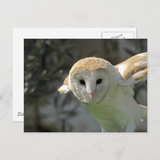 Barschüssel Postkarte (Vorne/Hinten)