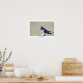 Barswallow Bird Foto Poster (Küche)