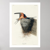 Barswallow von Audubon Poster (Vorne)