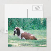 Bart die Basset Hound Postkarte 3 (Vorne/Hinten)