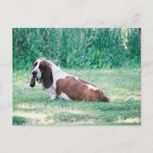 Bart die Basset Hound Postkarte 3 (Vorderseite)