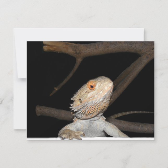 Bartagame 2 (Vorderseite)