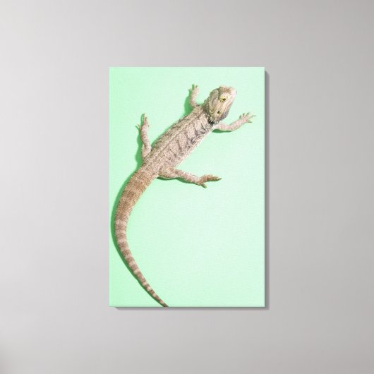 Bartagame 2 leinwanddruck (Vorderseite)