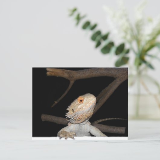 Bartagame 2 postkarte (Stehend Vorderseite)