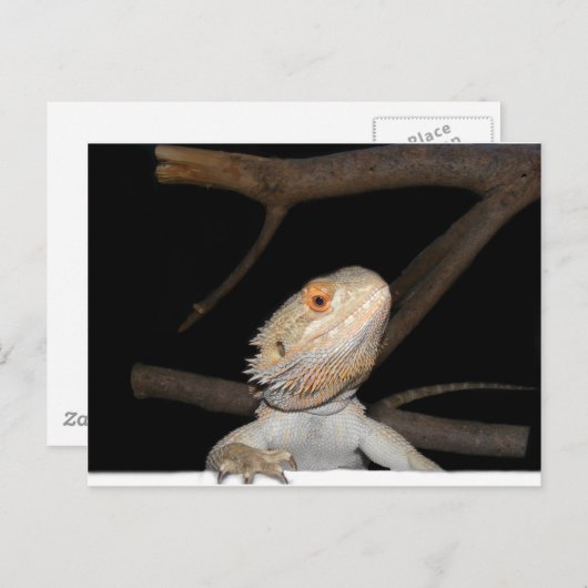 Bartagame 2 postkarte (Vorne/Hinten)