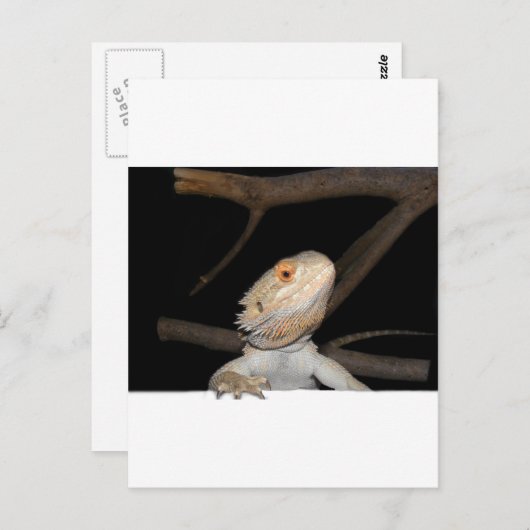 Bartagame 2 postkarte (Vorne/Hinten)