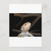 Bartagame 2 postkarte (Vorderseite)