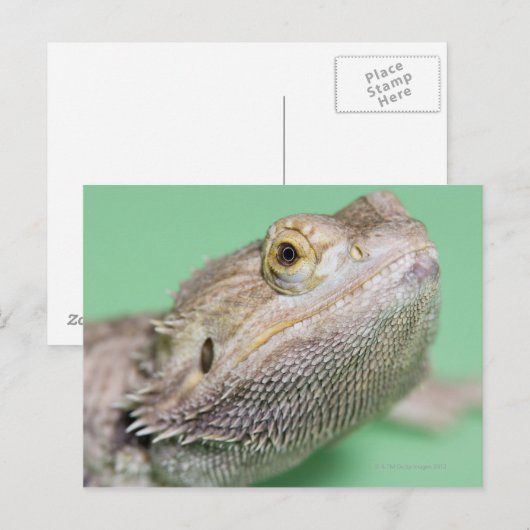 Bartagame 2 postkarte (Vorne/Hinten)