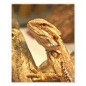 Bartagame Fotodruck (Vorne)