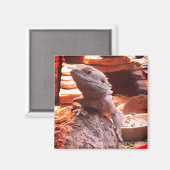 Bartagame Magnet (Vorderseite/Rückseite)