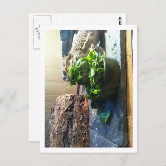 Bartagame mit Salat Postkarte (Vorne/Hinten)