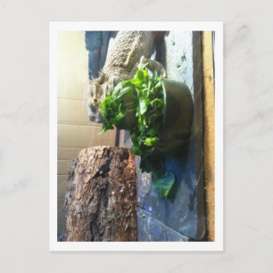 Bartagame mit Salat Postkarte