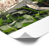 Bartagame Poster (Ecke)