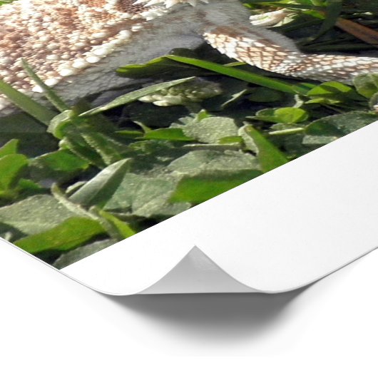 Bartagame Poster (Ecke)