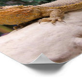 Bartagame Poster (Ecke)