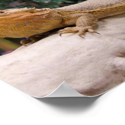 Bartagame Poster (Ecke)