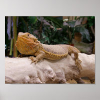 Bartagame