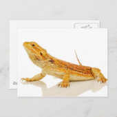 Bartagame Postkarte (Vorne/Hinten)