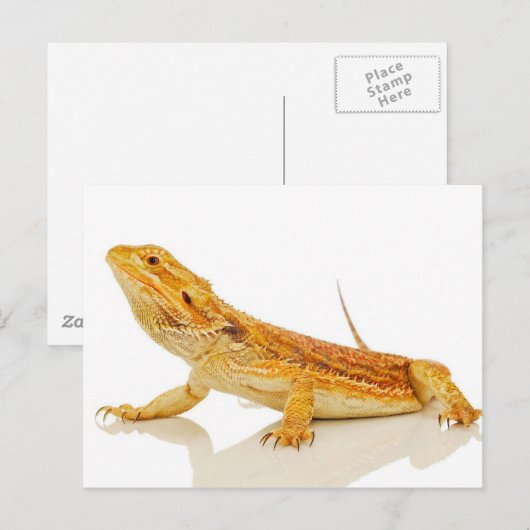 Bartagame Postkarte (Vorne/Hinten)