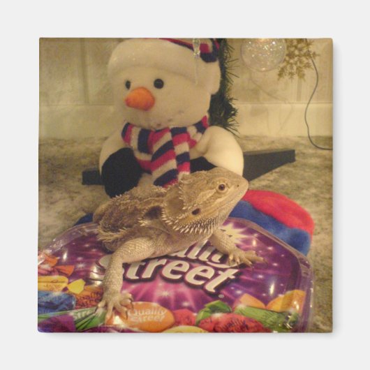 Bartagame und Schneemann Magnet (Vorne)