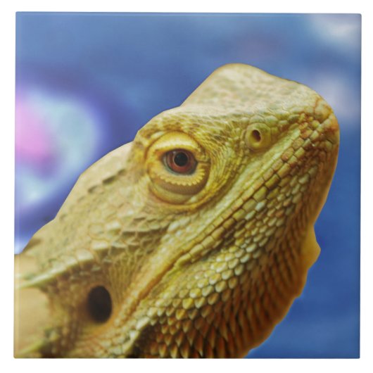 Bartagamen Fliese (Vorderseite)