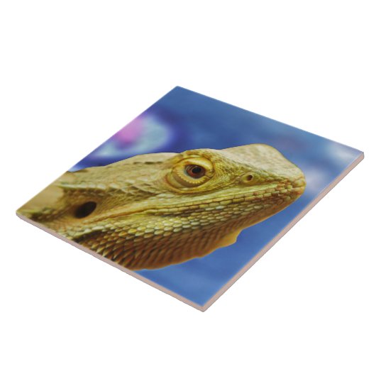 Bartagamen Fliese (Seite)