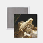 Bartard Dragon Lizard Magnet (Vorderseite/Rückseite)