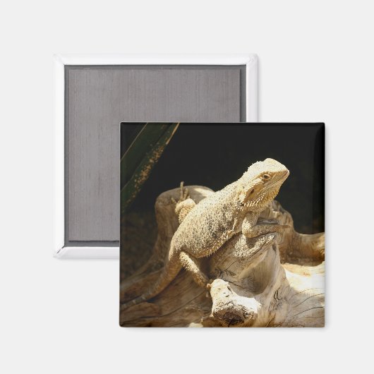 Bartard Dragon Lizard Magnet (Vorderseite/Rückseite)